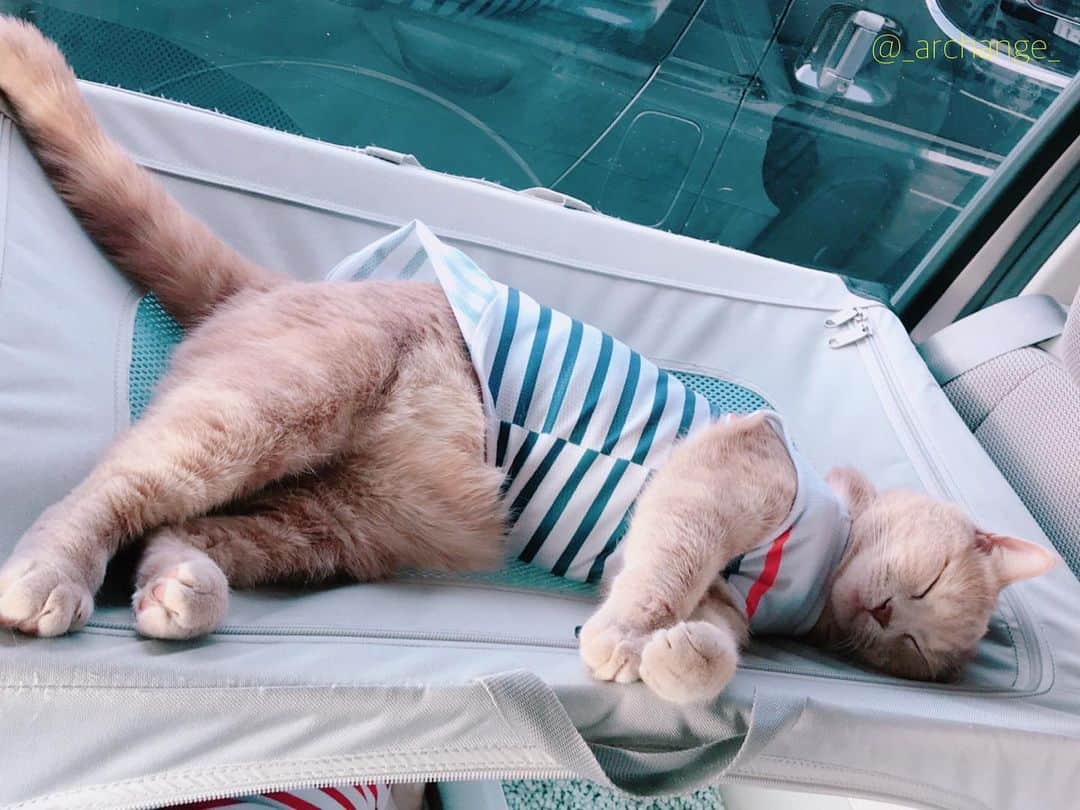 じゅらのインスタグラム：「✩ ぬいぐるみ🧸in the car🚙 Stuffed toy in a car🚙💕🧸 ハンモックでだらだらしたり膝に乗ってきたり🥺💕🐾JuRaru ride a hammock in my car and sit on my knees😽☀️ ・ Ameba▶️https://ameblo.jp/archange-juraru YouTube▶️_archange_jura_ Twitter▶️ @jura_archange_ ・ #cats_of_instagram#instagood#catloversclub#petstagram#cutecatclub#ScottishFold#britishshorthair#catstagram#catoftheday#catsofinstagram#catsofworld#a_world_of_cats#instacats#cuteanimals#topcatphoto#instacat_meows#고양이#adorable#lioncat#猫#スコティッシュフォールド#ブリティッシュショートヘア#旅猫#にゃんすたぐらむ#bff#bestbrother#catcar#catincar#sleeping#車」