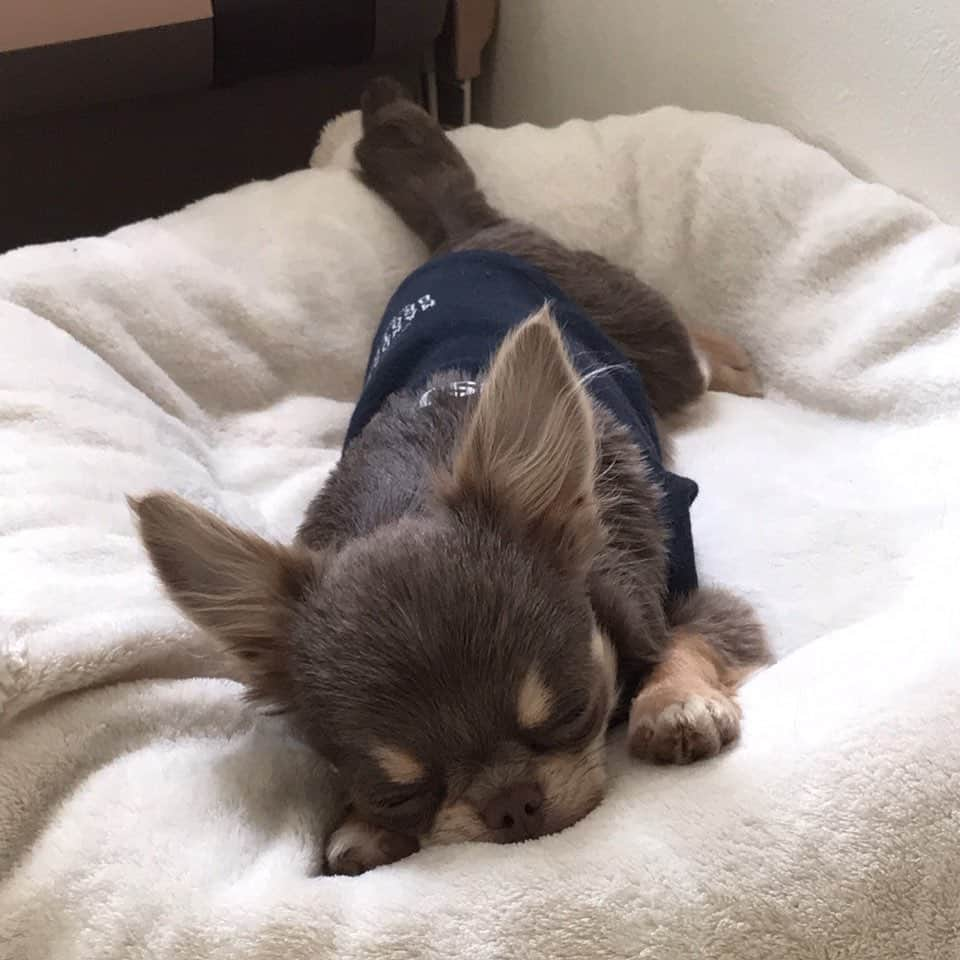 佐々木洋平さんのインスタグラム写真 - (佐々木洋平Instagram)「sleep  #chihuahua #chihuahualife #chihuahuagram #ilovemydog #dogstagram #チワワ  #ちわわ  #イザベラチワワ」5月22日 17時02分 - panicrew_yohey