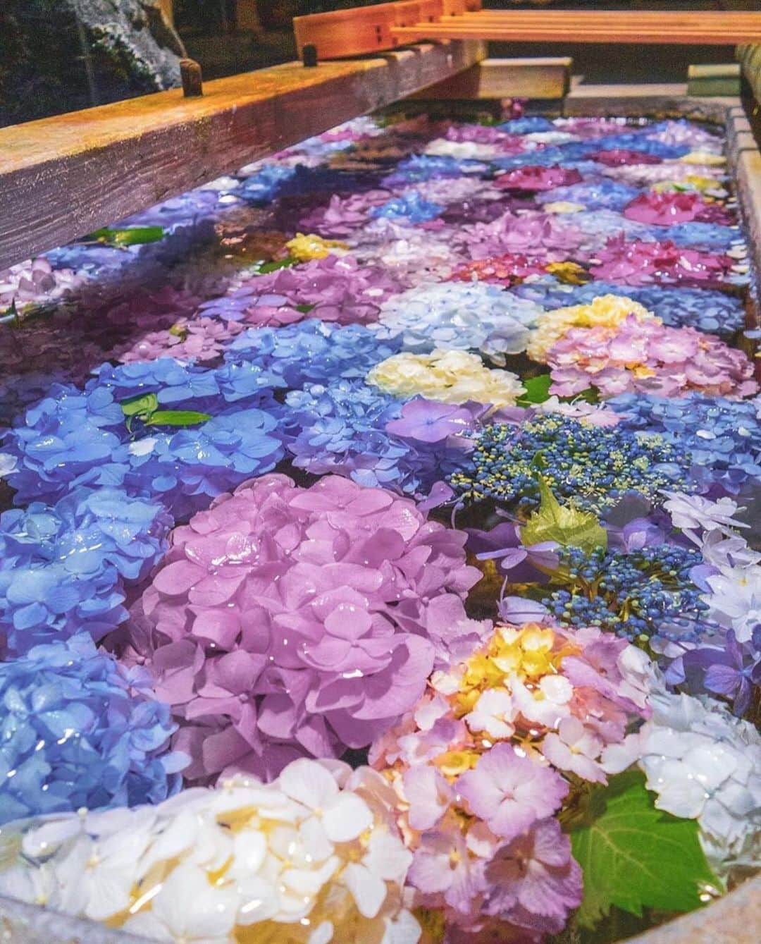 aumoさんのインスタグラム写真 - (aumoInstagram)「【#神社巡り ×#紫陽花】 . 愛知県一宮市の#御裳神社 で開催された「#尾西あじさいまつり 」にて撮影されたお写真📸 色鮮やかな紫陽花がとても可愛らしいですね💜💗🍃 2019年の開催は6月8日、9日です。この季節ならではのイベントをぜひ楽しんでみては？☔️ . Credit：@ha.g_dragon1001さん 素敵なお写真をありがとうございます！ . あなたが撮影した素敵な写真に 「#aumo」を付けて教えてください♡ あなたの投稿が明日紹介されるかも♪ . aumoアプリは毎日配信！おでかけや最新グルメなどaumo読者が気になる情報が満載♡ ダウンロードはプロフィールのURLから✔︎ (iPhone&Android版) . . #愛知旅行#愛知観光#愛知グルメ#紫陽花 #あじさい#梅雨 #日本の景色 #女子旅#絶景#絶景スポット#風景写真#ダレカニミセタイケシキ #東京カメラ部 #カメラ女子部#東京カメラガール#旅行好き#旅好きの人と繋がりたい#カメラ撮ってる人と繋がりたい#あなたとみたい景色#フォトジェニック #国内旅行 #国内旅行好きな人と繋がりたい #ドライブ #女子旅」5月22日 17時12分 - aumo.jp