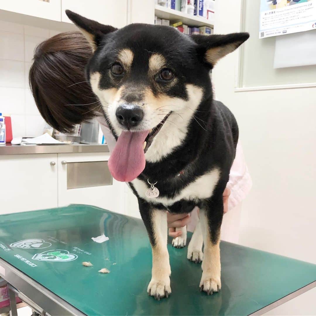 vo_coのインスタグラム：「💉 フィラリア検査の日ー 今年も無事に陰性でした それよりも…予想はしてたけど、こたつさんかなり肥えてました 4月の8.85kgから一気に450g増で9.30kg！ いきなり過去最高体重に近い数値を叩き出してきました まあ…筋肉量とか戻ったのはいいんだけどねw 先生からは、毛艶も良くなったし機嫌も良さそうだしこれでいいでしょうとのお墨付きもらったから、夏に向けてこれ以上肥えないよう頑張るか… * #shibastagram #instashiba #shiba #shibainu #黒柴 #柴犬」