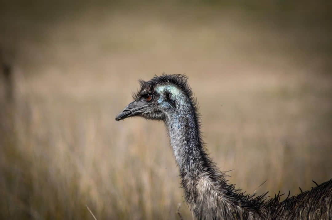 デビッド・ポーコックさんのインスタグラム写真 - (デビッド・ポーコックInstagram)「I took this photo near Namadgi National Park. ⠀ ⠀ ⠀ I was amazed to learn that Emu have been kicking around the Australian continent since the Middle Miocene (11-15 million years)! They're the second tallest bird in the world after the ostrich.⠀ ⠀ There were three other dwarf Emu subspecies alive in 1788 - on Kangaroo Island, King Island and Tasmania - with all three extinct by 1865. ⠀ ⠀ It’s another reminder of how many species have been lost and how important it is to be taking the current extinction crisis seriously. ⠀ ⠀ #wildlifewednesday #canberra #emu #canon⠀ ⠀」5月22日 17時47分 - davidpocock