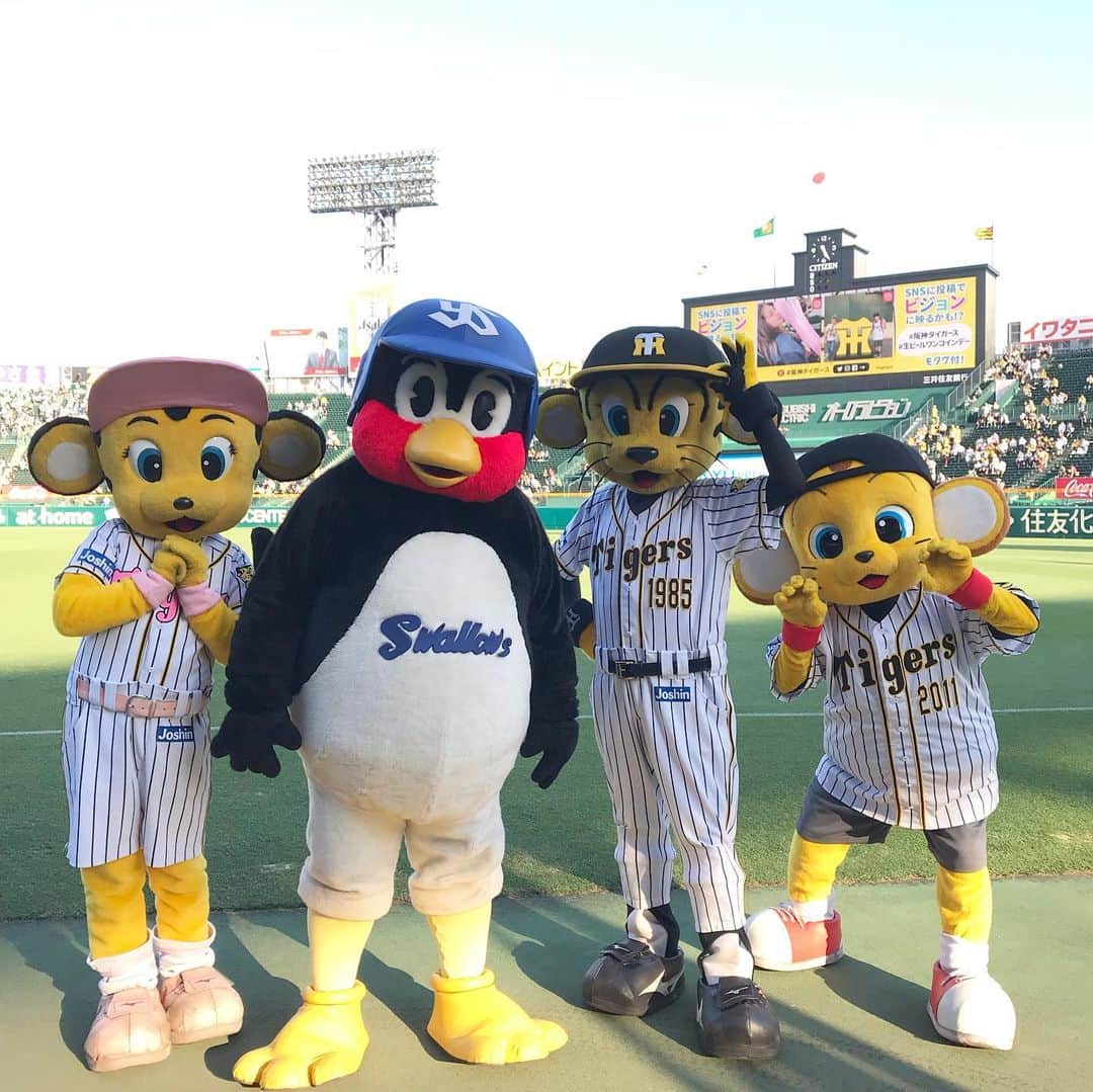 阪神タイガースさんのインスタグラム写真 阪神タイガースinstagram 今日は江戸からつば九郎が来てくれています トラッキー ラッキー キー太 つば九郎 東京ヤクルトスワローズ トラッキーが外野に行った瞬間に３ショットを狙うつば九郎 阪神タイガース ぶち