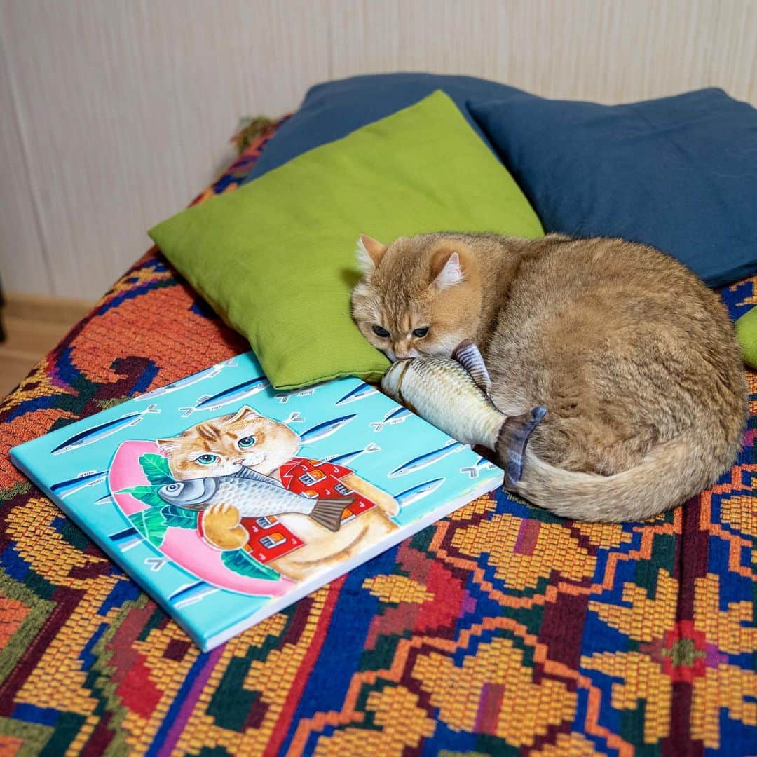 Hosicoさんのインスタグラム写真 - (HosicoInstagram)「I always sleep in the middle of the bed. 🛌」5月22日 17時49分 - hosico_cat