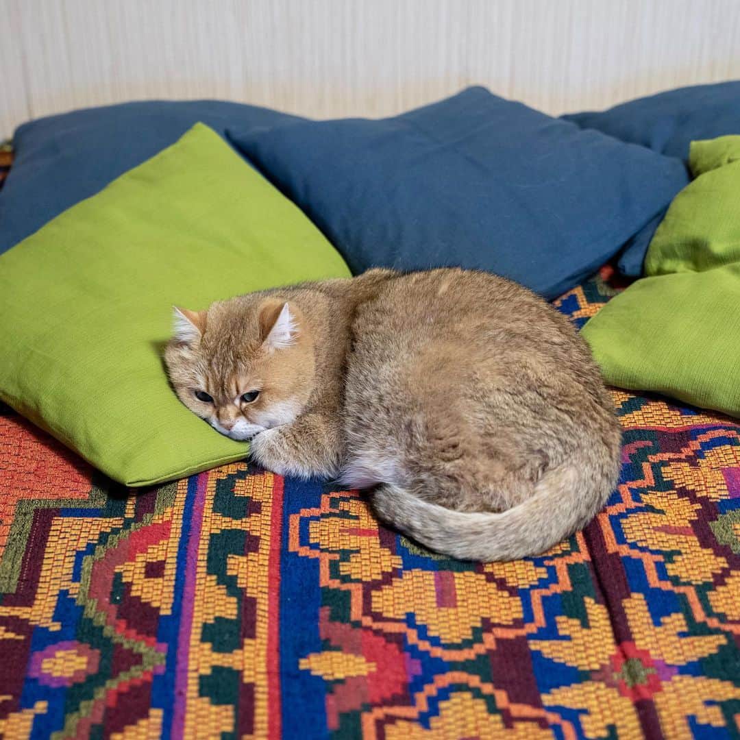 Hosicoさんのインスタグラム写真 - (HosicoInstagram)「I always sleep in the middle of the bed. 🛌」5月22日 17時49分 - hosico_cat