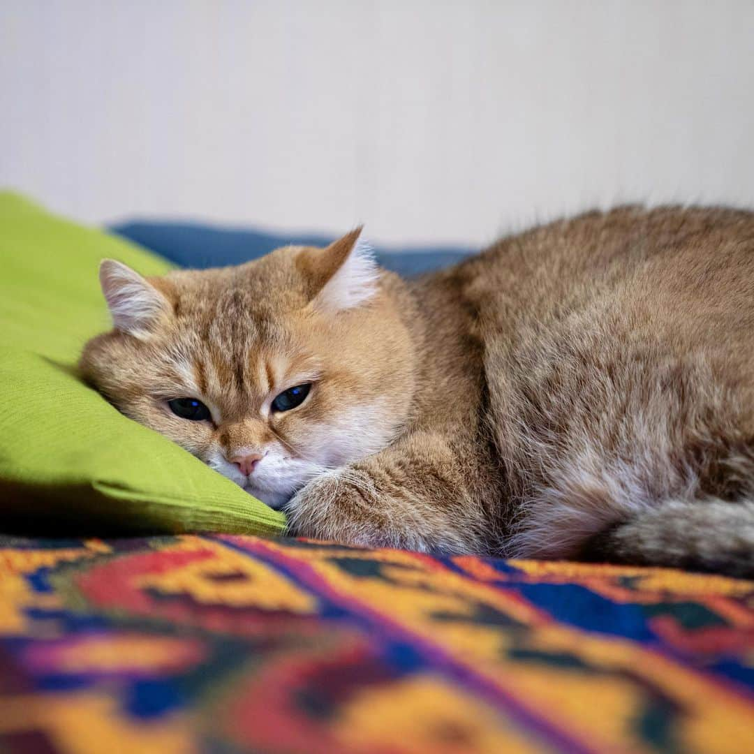 Hosicoさんのインスタグラム写真 - (HosicoInstagram)「I always sleep in the middle of the bed. 🛌」5月22日 17時49分 - hosico_cat