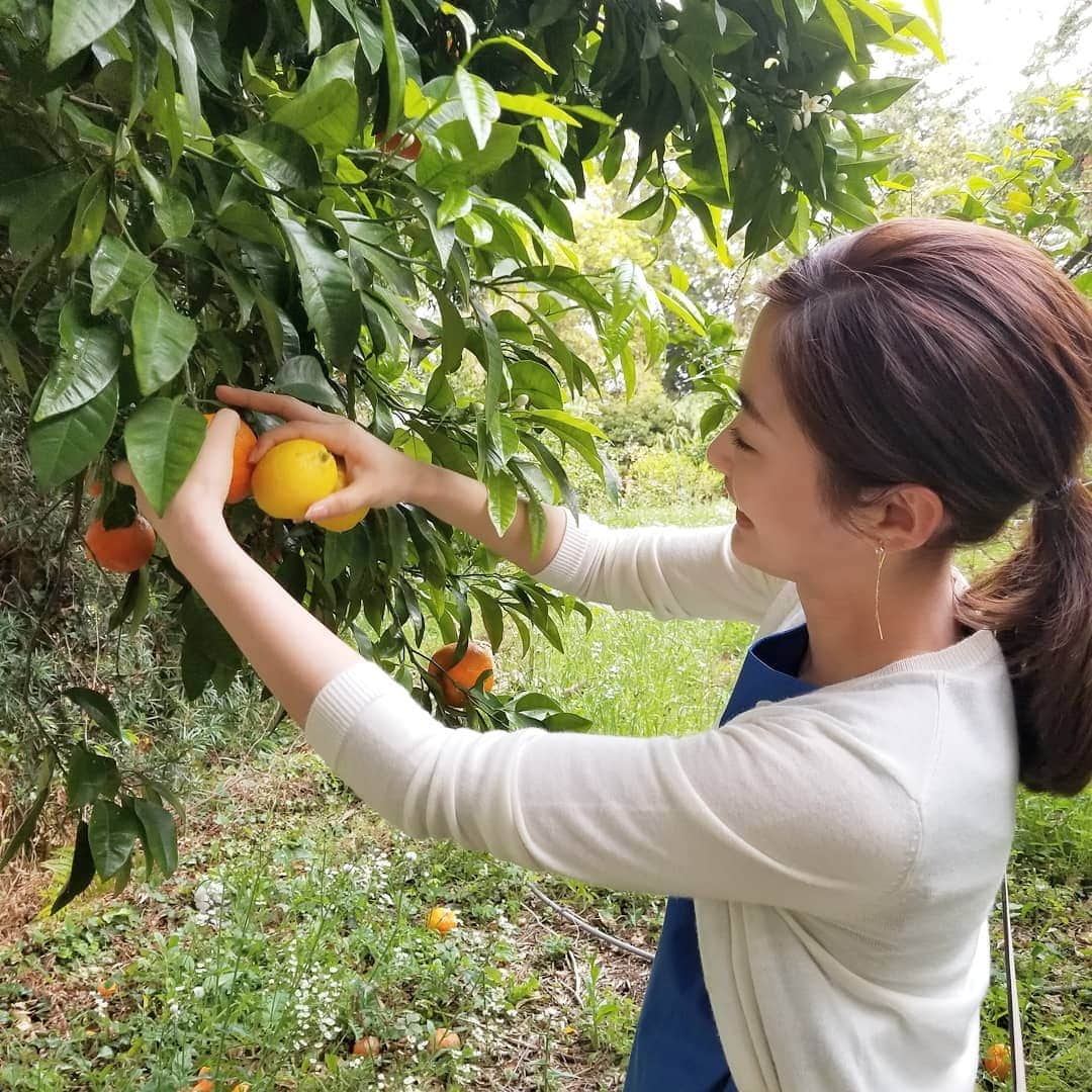 高柳愛実さんのインスタグラム写真 - (高柳愛実Instagram)「. 収穫たのしかったー！！🍋🍊 食べられる分だけ、少しだけ。 美味しくいただきました😌」5月22日 18時02分 - takayanagi_manami