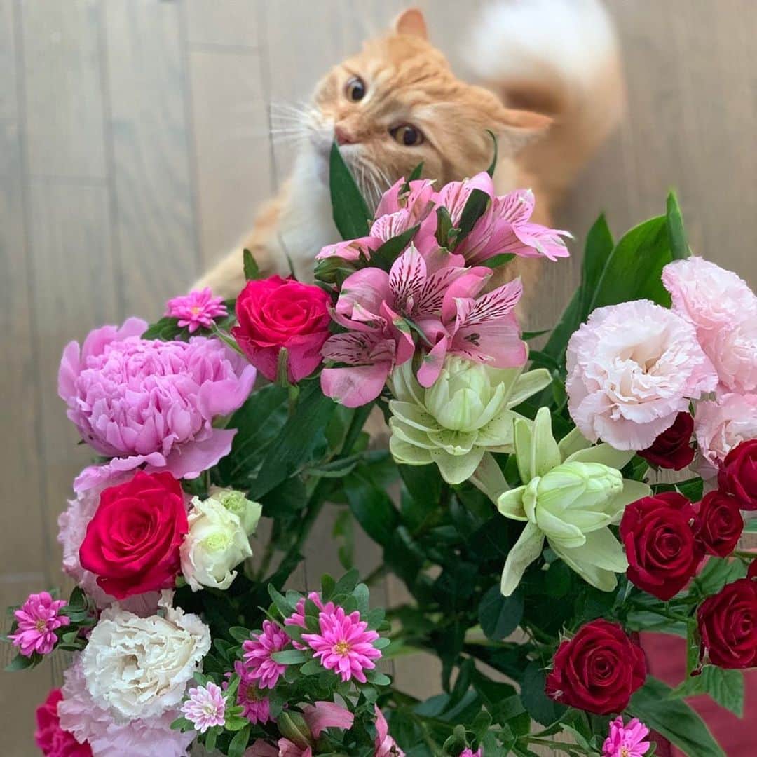 森田涼花のインスタグラム：「にゃんじゅうろくと出会って２周年✌︎ 愛おしい毎日 ありがとう」