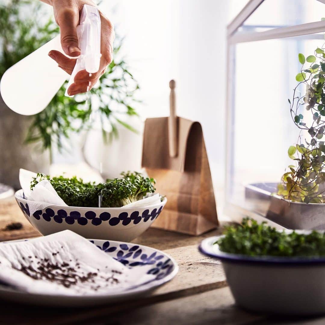 IKEA JAPANさんのインスタグラム写真 - (IKEA JAPANInstagram)「お部屋やベランダで簡単にできる、家庭菜園を始めてみませんか？🌱﻿ ﻿ 例えば、ショウガの一片やトマトのスライスを種として植えるなど、身近な食材から始めるのがおすすめです。土やプランターなどガーデニング用品がなくても、ナプキンの上に種を並べ、水で湿らせて発芽させる方法も！詳しくは、プロフィールリンクのアイデアページでチェック💡﻿ ﻿ イケアには、さまざまな種類やデザインのガーデニングアイテムがそろっています。お気に入りを見つけてくださいね！﻿ ﻿ #IKEA #ikeajapan #イケア #サステナブルライフ #イケアアイデア #ガーデニング #家庭菜園 #イケアアイデア_サステナビリティ」5月22日 18時15分 - ikeajapan