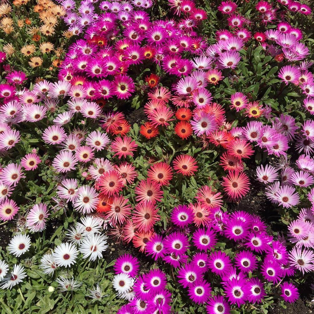 常盤よしこさんのインスタグラム写真 - (常盤よしこInstagram)「くじゅう花公園〜♫ お天気もよくて、 風が気持ちよくて、 お花に癒される一日🌼 薔薇はもう少し先かなぁ。 リビングストンデージー初めて見たけど可愛い。  #家族旅行#くじゅう花公園#くじゅう連山#大分#ネモフィラ#ベゴニア#リビングストンデージー#ポピー#ナデシコ#金魚草」5月22日 18時22分 - yoshiko.tokiwa