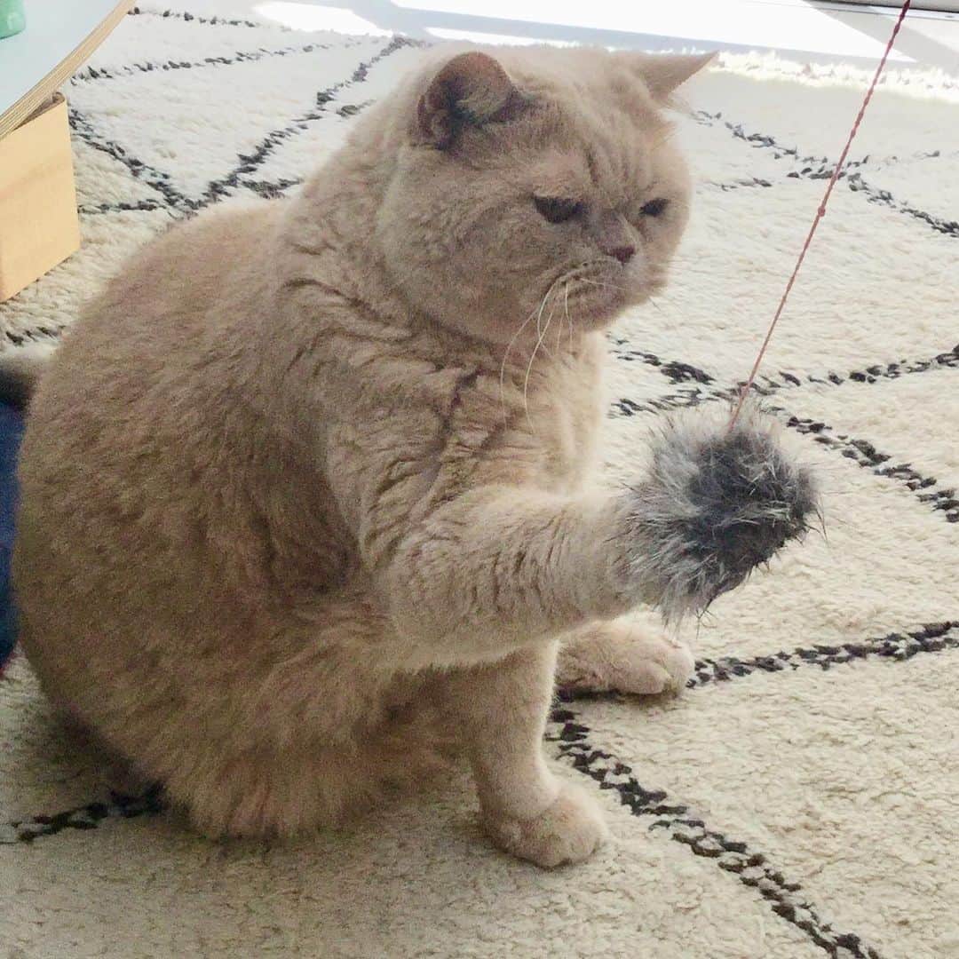 濱中鮎子さんのインスタグラム写真 - (濱中鮎子Instagram)「最近珍しく自分からおもちゃくわえてきて、遊ぼ！と言われます。 ちなみにこのおもちゃ、引きちぎって壊してました。😹 悪い顔してますが、楽しんでます。  #cat #ネコ #小心者の親分 #チャイ坊 #チャイ #chai #britishshorthair #ブリティッシュショートヘア #クラッシュフェイス #ぶチャイく #愛の交歓  #そんな私は今日も病院デー🏥 #焦らないようにと言われた😹」5月22日 18時40分 - ayukohamanaka