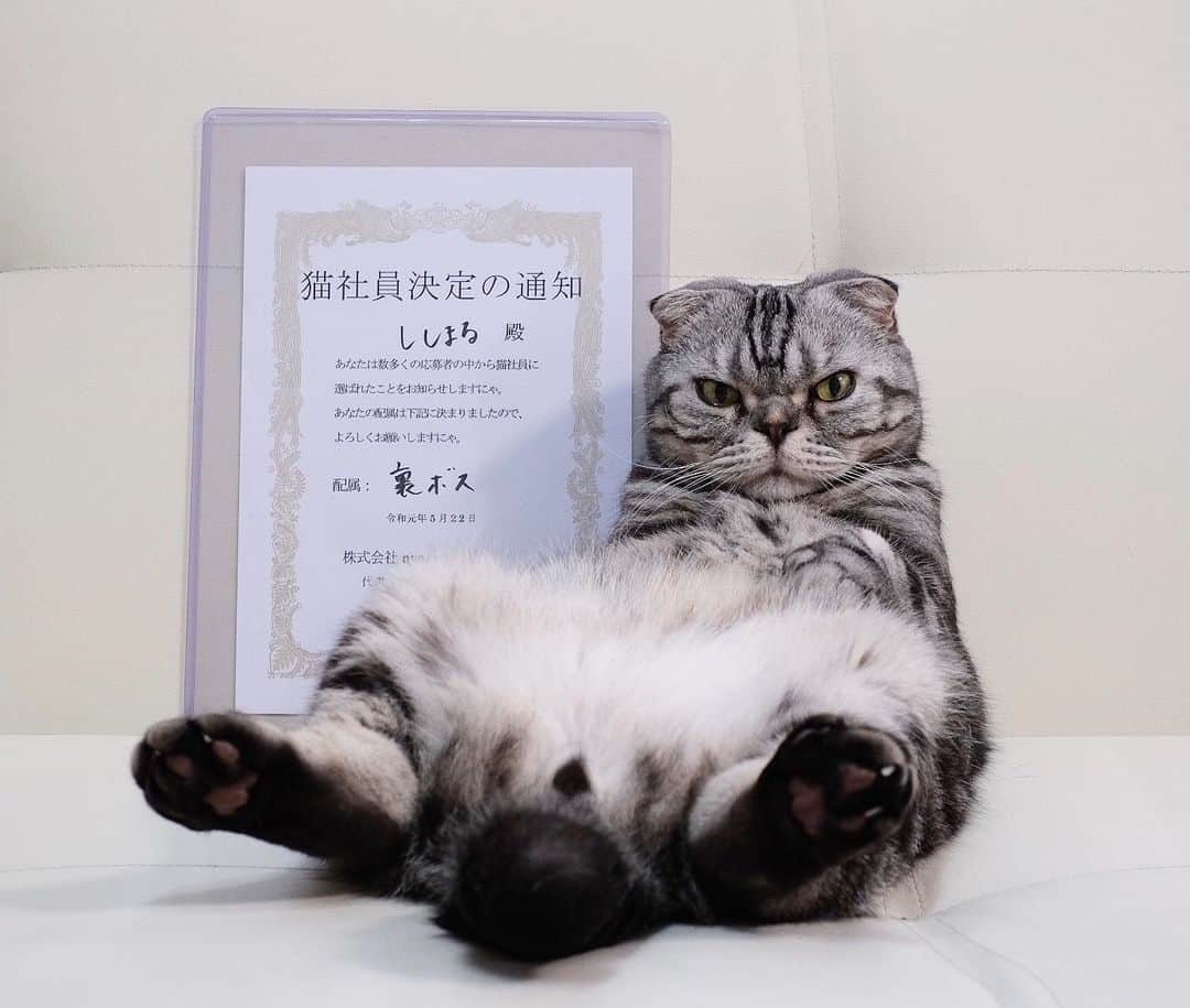 Shishi-maruのインスタグラム：「🐱『今日から、裏ボス…にゃ』﻿ ﻿ 📕「裏ボス」とは﻿ ー 多くは語らず、行動で示す猫のこと ー﻿ (「にゃん辞苑」より)﻿ ﻿ 🐟🐱🐟🐱🐟🐱🐟🐱🐟🐱🐟🐱🐟﻿ ・﻿ ・﻿ ししまるがnyans猫社員の一員になりました。﻿ 食べて寝て、食べて寝て寝て…。猫が猫らしい生活を送れるよう、そして、人と猫が健やかに暮らせるよう、小さな事から貢献できればと思います。どうぞよろしくお願い致します😄﻿ ・﻿ ・﻿ 🐾nyansさんHP﻿ https://nyans.net/ ﻿ ﻿ 🐾Instagram﻿ @nyans_catstaff﻿ ﻿ 🐾Twitter﻿ @nyansC﻿ #ニャッチング #猫社員﻿ ーーーーーーーーーーーーー」