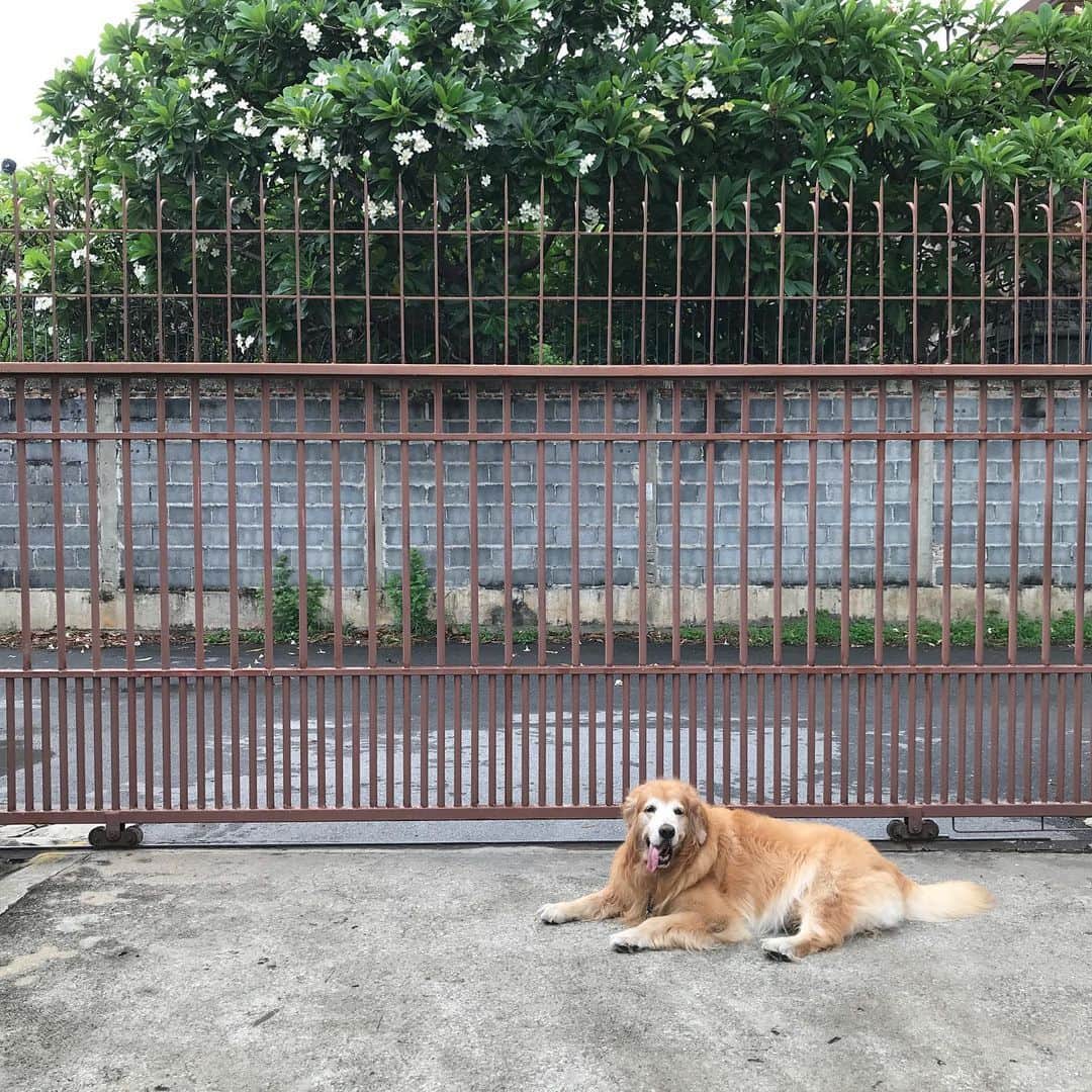 Hoykong&Plamuekのインスタグラム：「Good afternoon #hoykong」