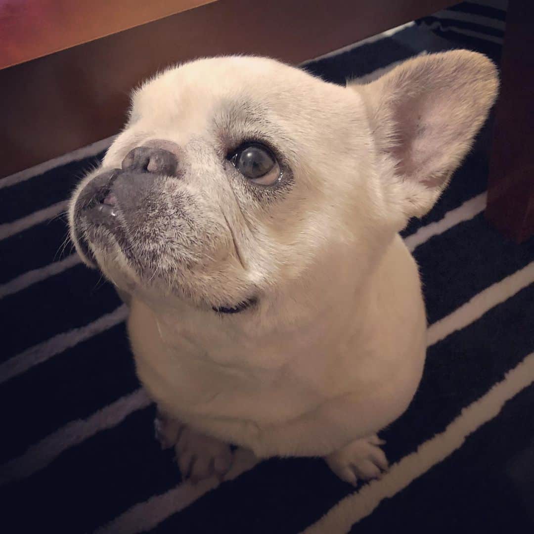 タニム（マーブル母）のインスタグラム：「* おねだりから〜の、ムキ顔 * #片耳マーブル  #私のアモーレ🐷❤️ #耳の中が少し黒いのはお薬です」