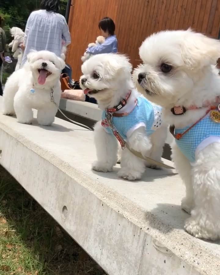 マルチーズ兄妹♡おかゆとおもちのグルメインスタ