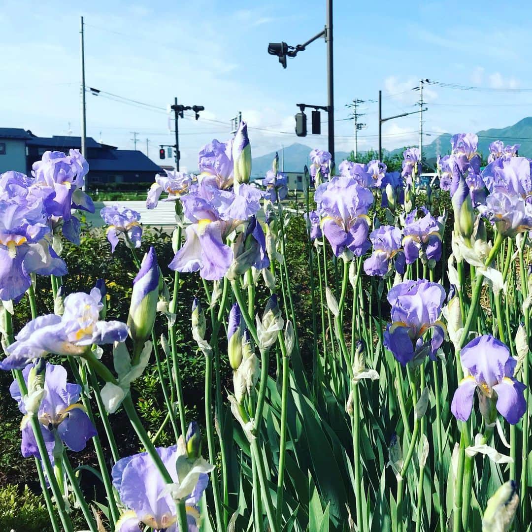 井上智晶さんのインスタグラム写真 - (井上智晶Instagram)「毎朝、徒歩で通勤していると この季節、いろんな花が 楽しませてくれます。 アヤメかショウブかカキツバタか 分からなかったんですが、 調べたところ紫の花は アヤメかな^_^ #岩手めんこいテレビ #めんこいテレビ #アナウンサー #井上智晶 #花」5月22日 19時26分 - tomoaki.mit.inoue