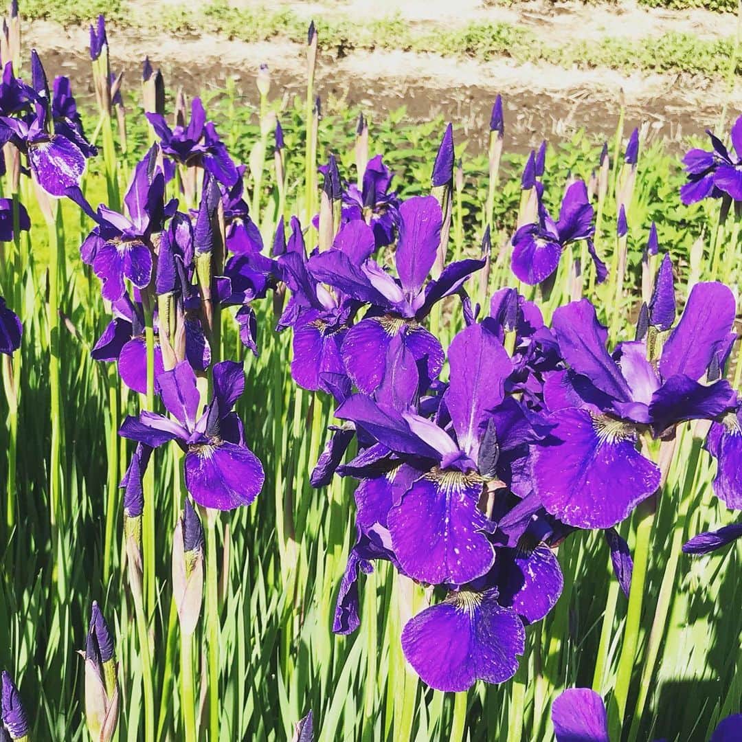 井上智晶のインスタグラム：「毎朝、徒歩で通勤していると この季節、いろんな花が 楽しませてくれます。 アヤメかショウブかカキツバタか 分からなかったんですが、 調べたところ紫の花は アヤメかな^_^ #岩手めんこいテレビ #めんこいテレビ #アナウンサー #井上智晶 #花」