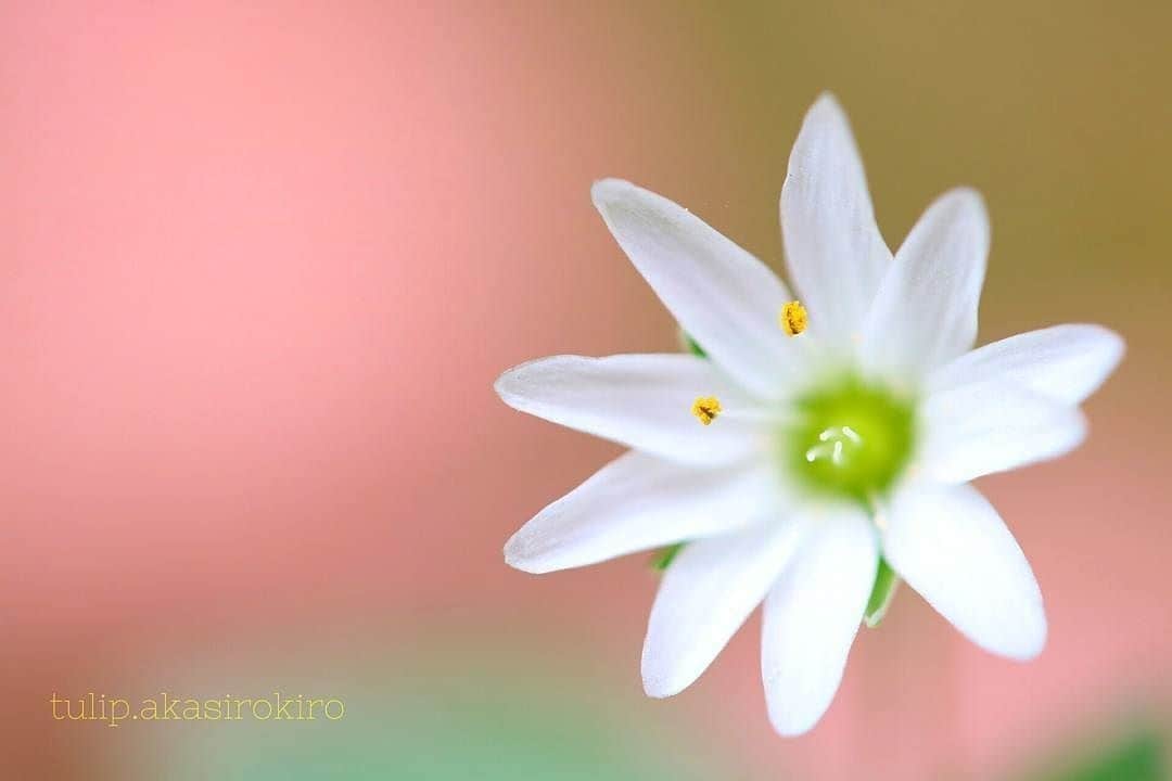 花の写真館のインスタグラム：「Photo by @tulip.akasirokiro.⠀ https://instagram.com/tulip.akasirokiro/⠀ .⠀ Original Post[投稿頂いたURL]⠀ https://www.instagram.com/p/BUP0LFAFdYg/⠀ .⠀ 本アカウントは、 #私の花の写真 をつけてInstagramに投稿された皆さまの花の写真や、「花の写真館」Facebookページで投稿された花の写真を紹介します。⠀ 「花の写真館」Facebookページは、「 @floral.photograph 」のプロフィールにあるURLからご覧ください。⠀ .⠀ #花の写真館 #floralphotograph #floralphoto #flower #flowers #富士フイルム #FUJIFILM⠀ Follow: @floral.photograph」
