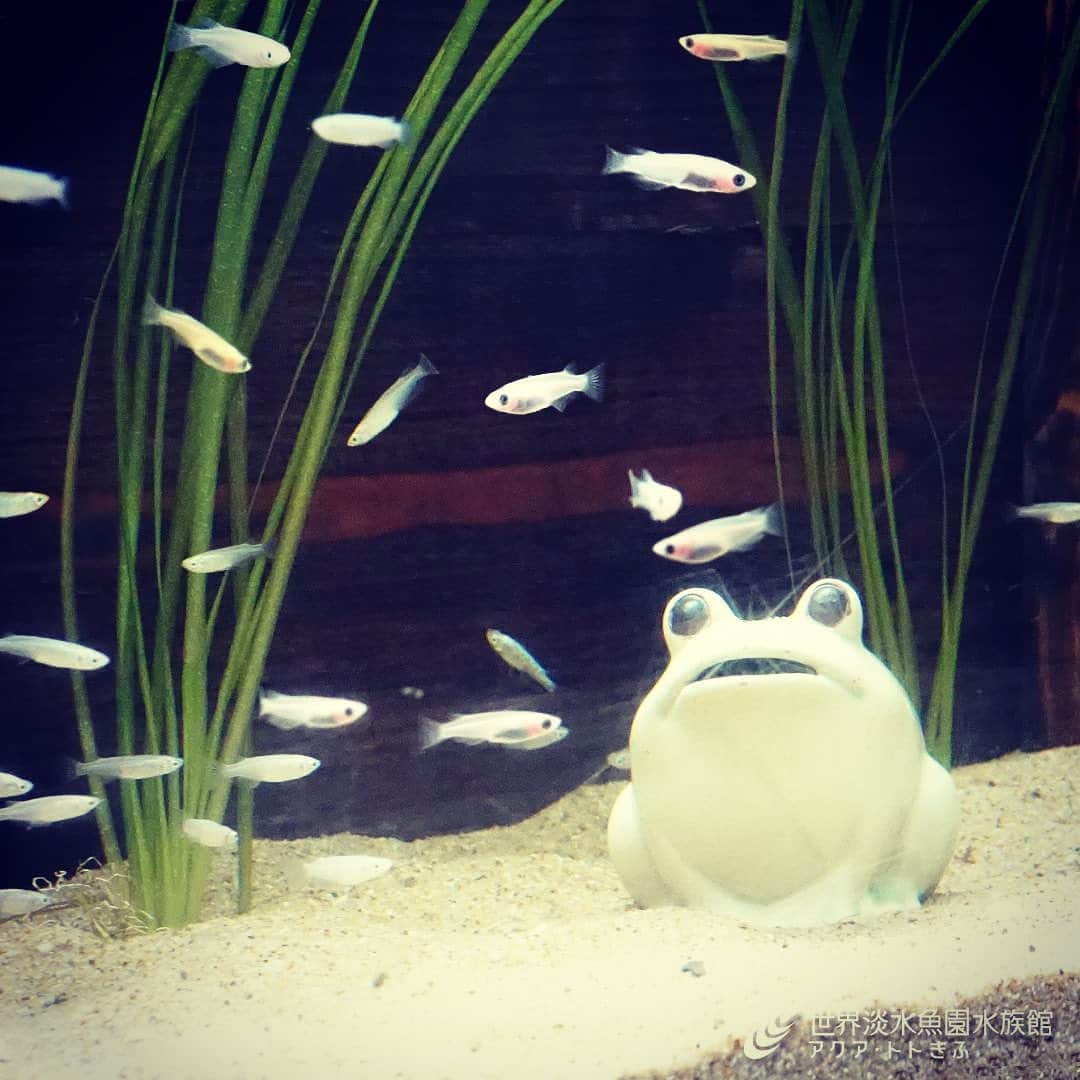 世界淡水魚園水族館 アクア・トト ぎふのインスタグラム：「「雨ふるトト田んぼ」展示中！田んぼに見立てた水槽に、雨の雫をイメージしたメダカたちが泳ぎます。 #アクアトト #アクアトトぎふ #アクアトト岐阜」