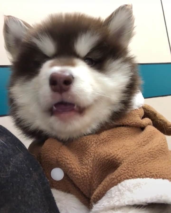 husky and malamuteのインスタグラム：「Love me？😛」