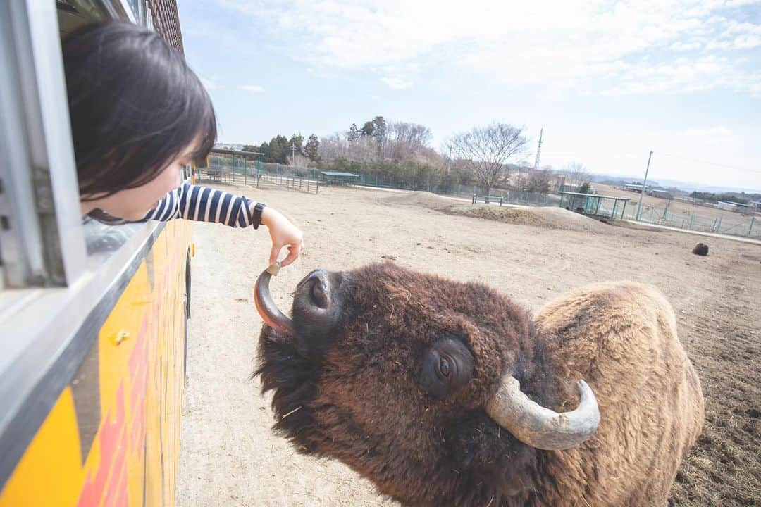 東北女子さんのインスタグラム写真 - (東北女子Instagram)「. 動物園不夠看，來看野生動物！ . 搭遊園巴士餵長頸鹿、摸一堆這輩子第一次看到的生物，還能騎大象！ 雖然我滿怕動物，但覺得這裡真的比動物園好玩一百倍XD . 岩手野生動物園  @iwatesafaripark . 📍價格：入園2700円+遊園巴士600円 （騎大象須加錢） 📍營業：8:30-16:30 📍交通：從JR花泉站搭計程車20分鐘 . . #日本東北 #岩手 #東北女子travel #日本動物園 #岩手サファリパーク  #一關 #一ノ関 #岩手好好玩 #岩手旅遊 #行くぜ東北 #iiiwate」5月22日 20時08分 - tohoku_girl_official