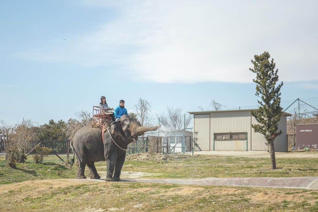 東北女子さんのインスタグラム写真 - (東北女子Instagram)「. 動物園不夠看，來看野生動物！ . 搭遊園巴士餵長頸鹿、摸一堆這輩子第一次看到的生物，還能騎大象！ 雖然我滿怕動物，但覺得這裡真的比動物園好玩一百倍XD . 岩手野生動物園  @iwatesafaripark . 📍價格：入園2700円+遊園巴士600円 （騎大象須加錢） 📍營業：8:30-16:30 📍交通：從JR花泉站搭計程車20分鐘 . . #日本東北 #岩手 #東北女子travel #日本動物園 #岩手サファリパーク  #一關 #一ノ関 #岩手好好玩 #岩手旅遊 #行くぜ東北 #iiiwate」5月22日 20時08分 - tohoku_girl_official