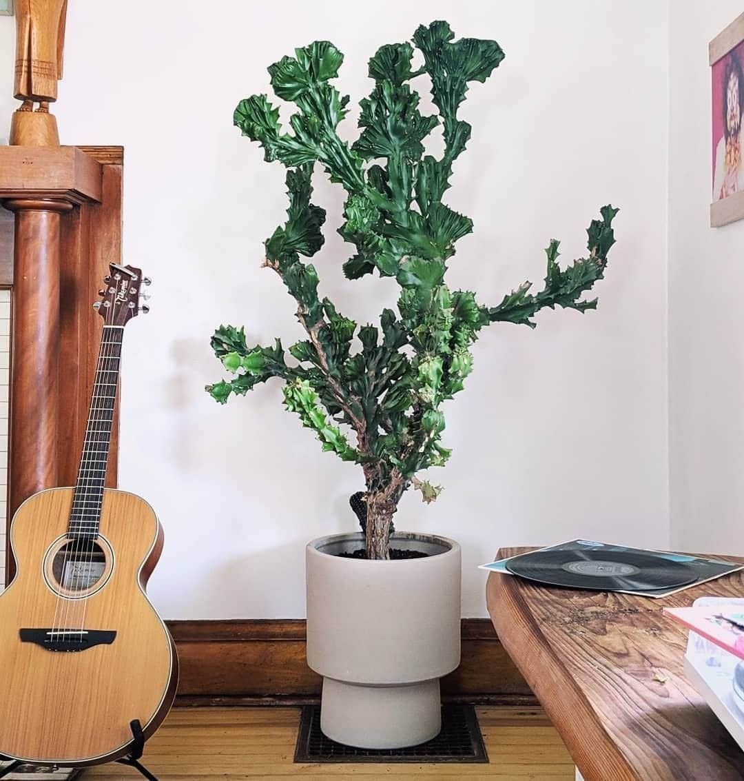 west elmさんのインスタグラム写真 - (west elmInstagram)「Not sure what's better, this amazing succulent or the Bishop Pedestal planter it's in. 🤔🌵 Current consensus: It's Euphorbia lactea — commonly referred to as a Dragon Bones Tree or Coral Cactus — any other ideas? Thanks for sharing, @audreyhannahstudio! #plantsonplants #plantsarethenewpets #modernplanters #cactuslovers #plantsagram #succulentlove #houseplants  #houseplantjungle」5月23日 7時06分 - westelm