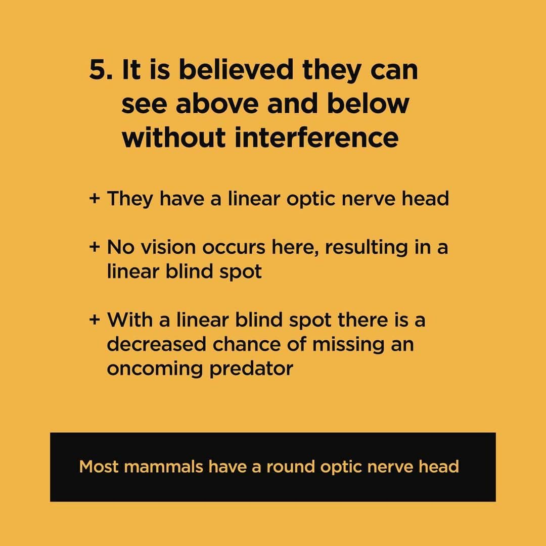 Jillさんのインスタグラム写真 - (JillInstagram)「Squirrel Eyes: 5 Fun Facts by @vegan_veterinarian . 1️⃣ Squirrels can see in almost any direction. . 2️⃣ Squirrels have a visual field similar to a rabbit. . 3️⃣ Squirrels see color. . 4️⃣ Squirrels eyes are protected from glare. . 5️⃣ It is believed squirrels can see above and below without interference. . 👉swipe to read the full write up! . #petsquirrel #squirrel #squirrels #squirrellove #squirrellife #squirrelsofig #squirrelsofinstagram #easterngreysquirrel #easterngraysquirrel #ilovesquirrels #petsofinstagram #jillthesquirrel #thisgirlisasquirrel #squirreleye #squirreleyes」5月23日 6時59分 - this_girl_is_a_squirrel