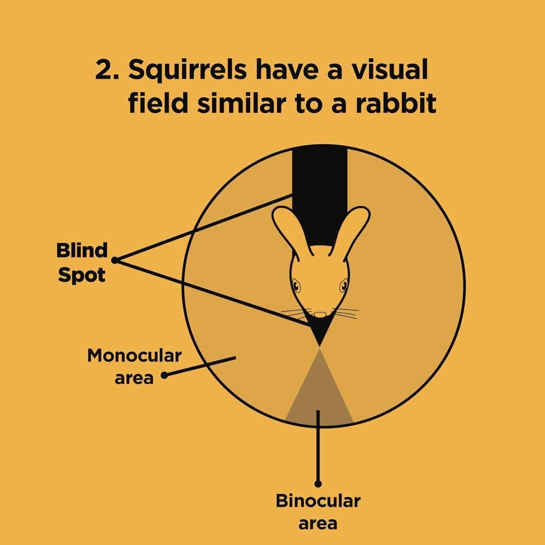 Jillさんのインスタグラム写真 - (JillInstagram)「Squirrel Eyes: 5 Fun Facts by @vegan_veterinarian . 1️⃣ Squirrels can see in almost any direction. . 2️⃣ Squirrels have a visual field similar to a rabbit. . 3️⃣ Squirrels see color. . 4️⃣ Squirrels eyes are protected from glare. . 5️⃣ It is believed squirrels can see above and below without interference. . 👉swipe to read the full write up! . #petsquirrel #squirrel #squirrels #squirrellove #squirrellife #squirrelsofig #squirrelsofinstagram #easterngreysquirrel #easterngraysquirrel #ilovesquirrels #petsofinstagram #jillthesquirrel #thisgirlisasquirrel #squirreleye #squirreleyes」5月23日 6時59分 - this_girl_is_a_squirrel