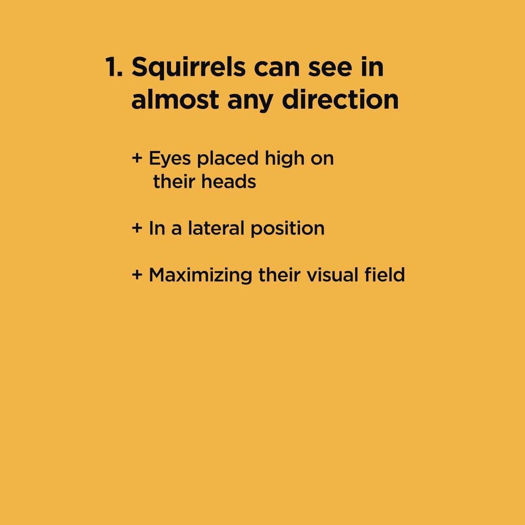 Jillさんのインスタグラム写真 - (JillInstagram)「Squirrel Eyes: 5 Fun Facts by @vegan_veterinarian . 1️⃣ Squirrels can see in almost any direction. . 2️⃣ Squirrels have a visual field similar to a rabbit. . 3️⃣ Squirrels see color. . 4️⃣ Squirrels eyes are protected from glare. . 5️⃣ It is believed squirrels can see above and below without interference. . 👉swipe to read the full write up! . #petsquirrel #squirrel #squirrels #squirrellove #squirrellife #squirrelsofig #squirrelsofinstagram #easterngreysquirrel #easterngraysquirrel #ilovesquirrels #petsofinstagram #jillthesquirrel #thisgirlisasquirrel #squirreleye #squirreleyes」5月23日 6時59分 - this_girl_is_a_squirrel