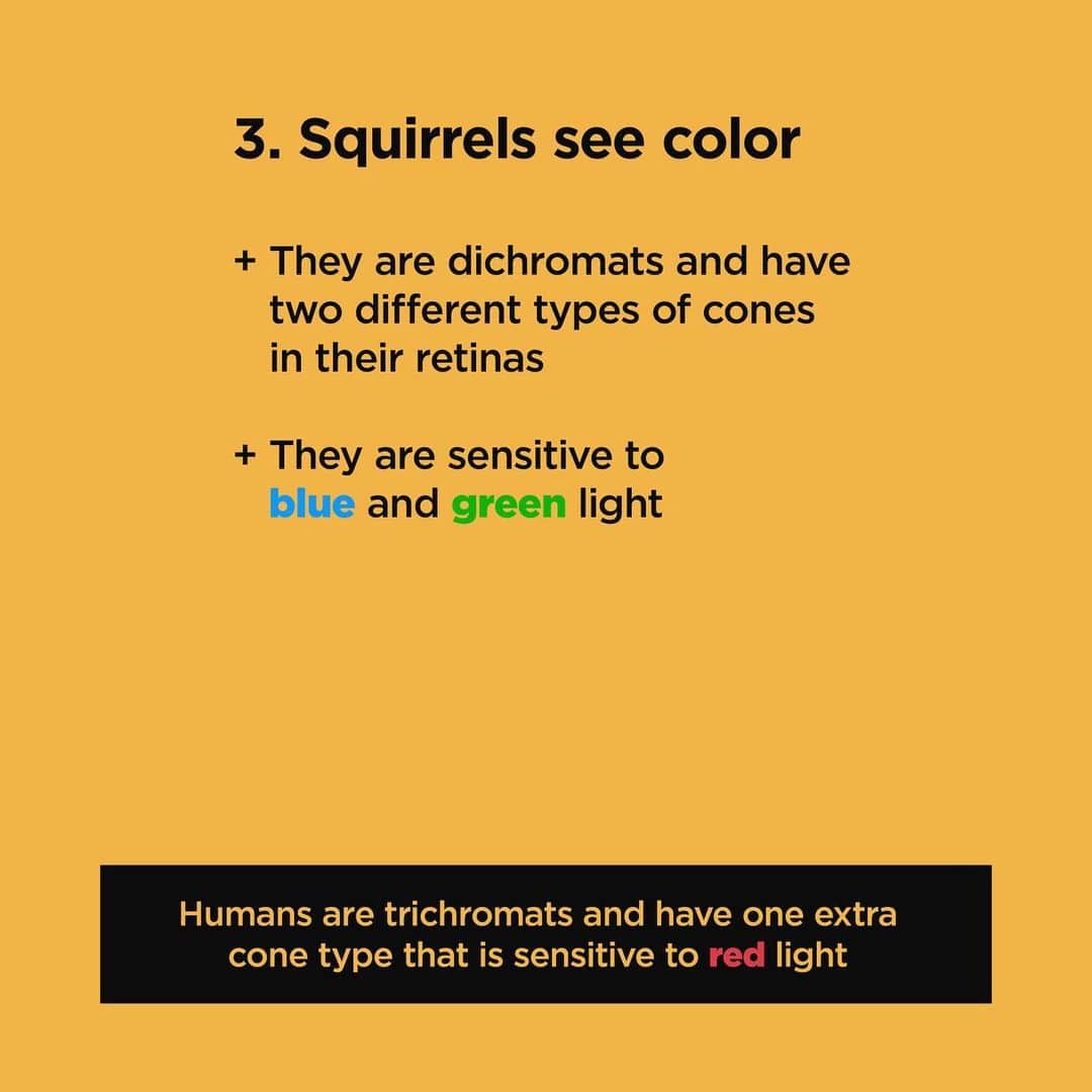 Jillさんのインスタグラム写真 - (JillInstagram)「Squirrel Eyes: 5 Fun Facts by @vegan_veterinarian . 1️⃣ Squirrels can see in almost any direction. . 2️⃣ Squirrels have a visual field similar to a rabbit. . 3️⃣ Squirrels see color. . 4️⃣ Squirrels eyes are protected from glare. . 5️⃣ It is believed squirrels can see above and below without interference. . 👉swipe to read the full write up! . #petsquirrel #squirrel #squirrels #squirrellove #squirrellife #squirrelsofig #squirrelsofinstagram #easterngreysquirrel #easterngraysquirrel #ilovesquirrels #petsofinstagram #jillthesquirrel #thisgirlisasquirrel #squirreleye #squirreleyes」5月23日 6時59分 - this_girl_is_a_squirrel