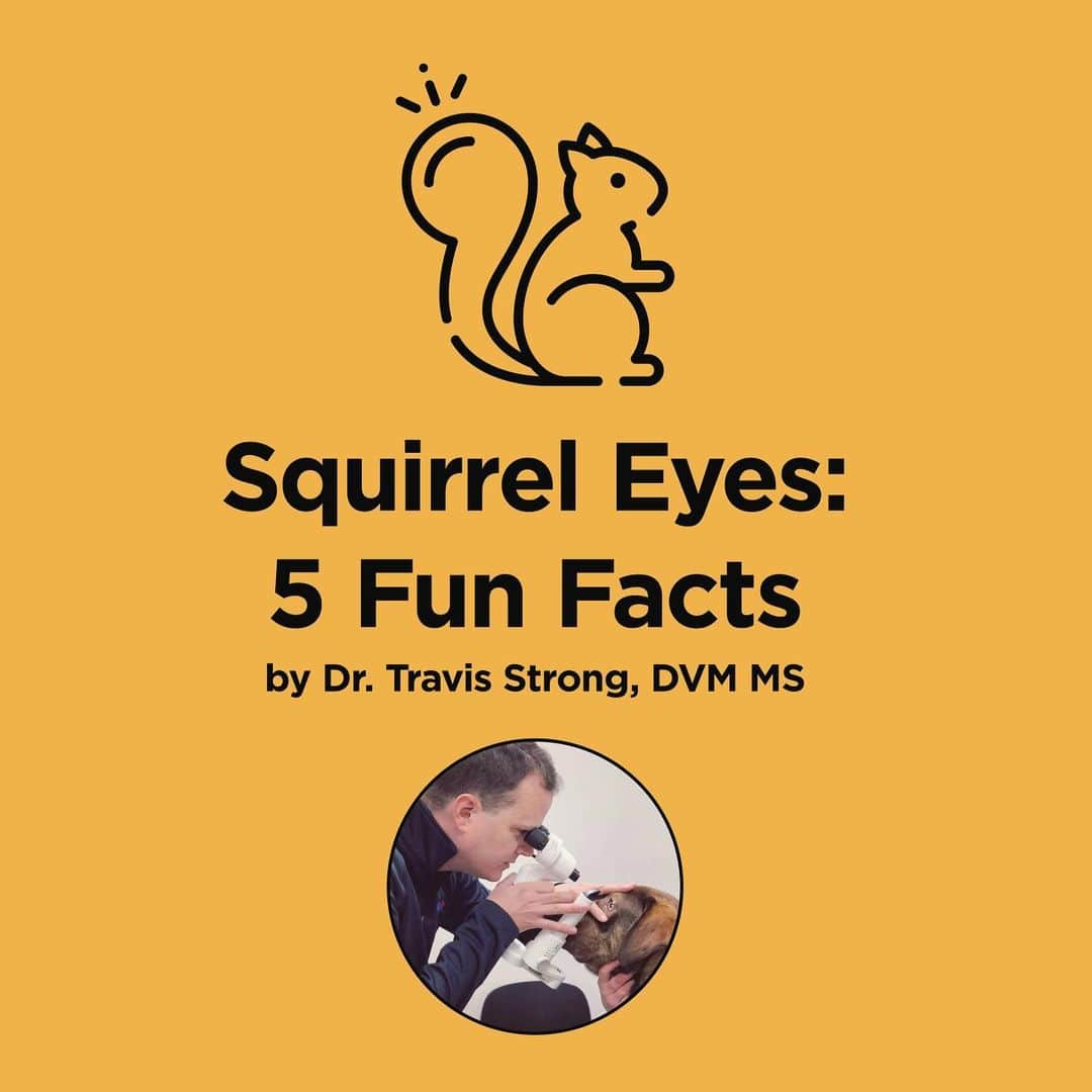 Jillさんのインスタグラム写真 - (JillInstagram)「Squirrel Eyes: 5 Fun Facts by @vegan_veterinarian . 1️⃣ Squirrels can see in almost any direction. . 2️⃣ Squirrels have a visual field similar to a rabbit. . 3️⃣ Squirrels see color. . 4️⃣ Squirrels eyes are protected from glare. . 5️⃣ It is believed squirrels can see above and below without interference. . 👉swipe to read the full write up! . #petsquirrel #squirrel #squirrels #squirrellove #squirrellife #squirrelsofig #squirrelsofinstagram #easterngreysquirrel #easterngraysquirrel #ilovesquirrels #petsofinstagram #jillthesquirrel #thisgirlisasquirrel #squirreleye #squirreleyes」5月23日 6時59分 - this_girl_is_a_squirrel