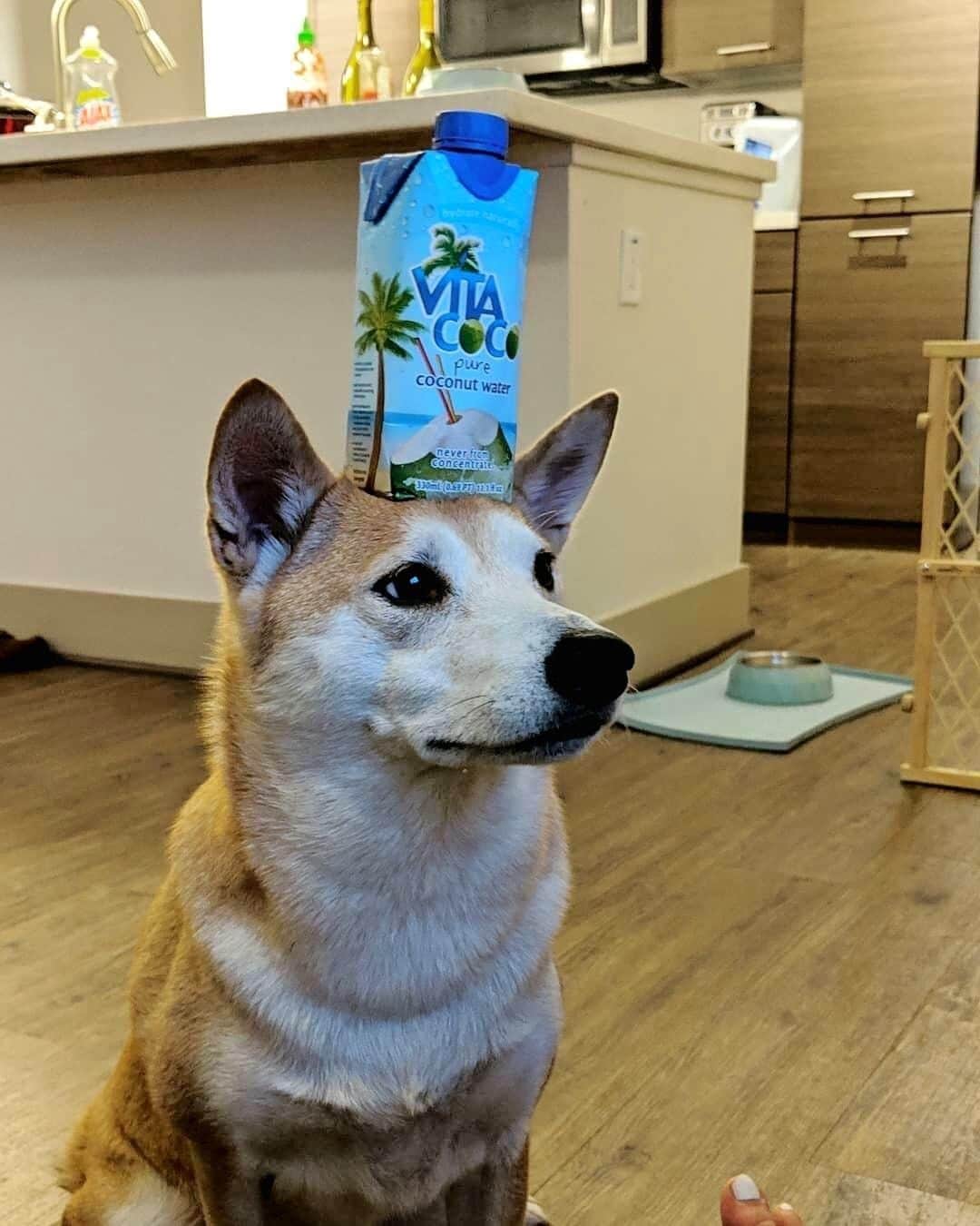 Vita Coco Coconut Waterのインスタグラム：「When all your work keeps piling up but you're trying to keep your cool.」