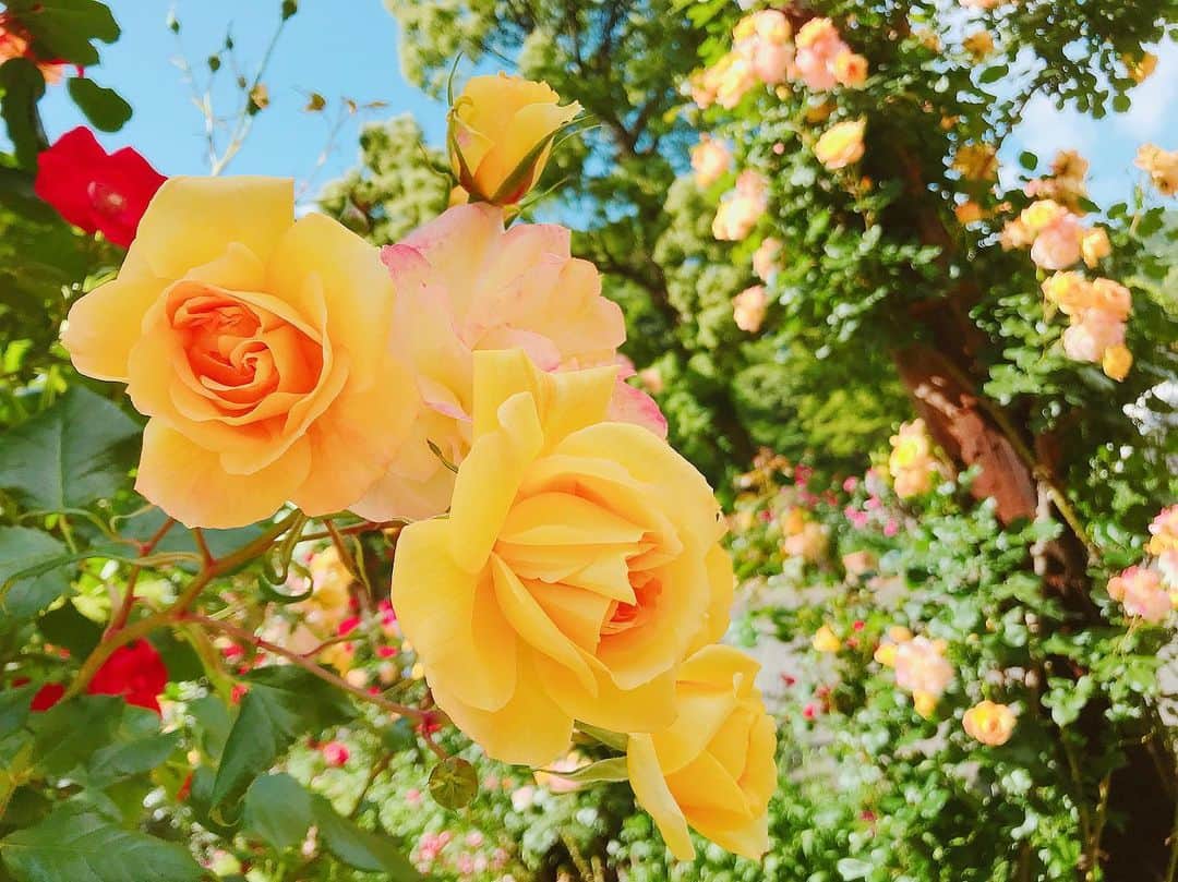 伊瀬茉莉也さんのインスタグラム写真 - (伊瀬茉莉也Instagram)「💛 * 今日はたぁーっぷり寝れて 目覚まし鳴る前に自然と起きた☺️ おはよう♡ * #goodmorning  #sunny #sunnyday  #rose #flower」5月23日 7時02分 - mariya_ise