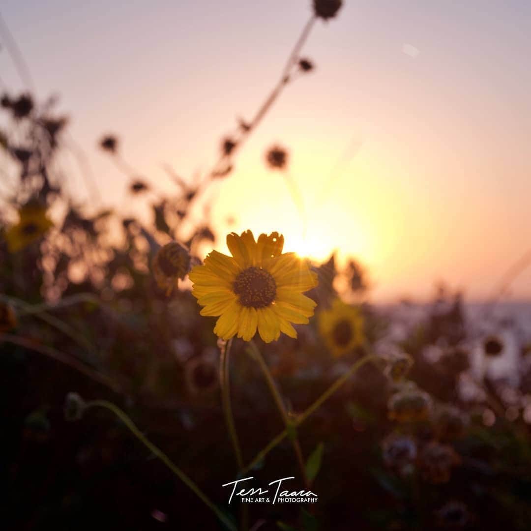 Ricoh Imagingのインスタグラム