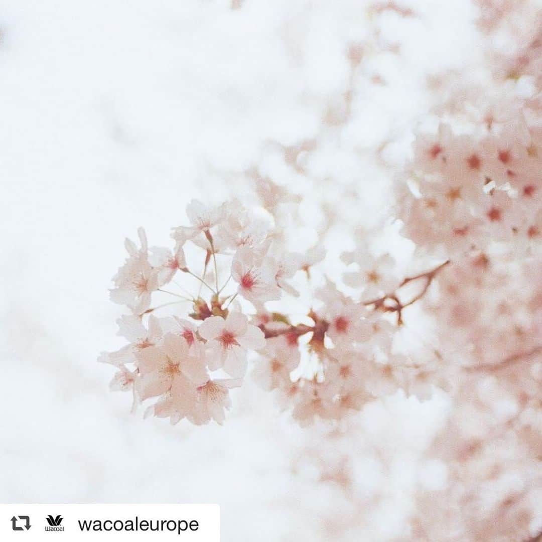 ワコールさんのインスタグラム写真 - (ワコールInstagram)「［ワコールヨーロッパ］ . #repost @wacoaleurope In our approach to design, we find beauty in all things, like the cherry blossom. Its delicate beauty is a proud reminder of our Japanese heritage.  #WacoalHeritage #japonisme #everydaybeauty #WacoalLingerie」5月23日 6時08分 - wacoal.jp