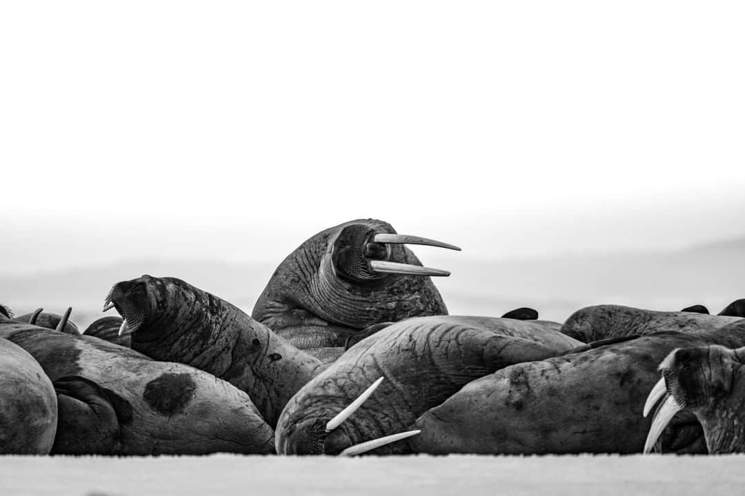 ナショナルジオグラフィックさんのインスタグラム写真 - (ナショナルジオグラフィックInstagram)「Photo by Andy Mann @andy_mann | Walruses haul out on the icy banks of Svalbard, Norway. Walruses are rather slow and awkward onshore, but in the water they're in their element, and incredibly agile and fast. Bear this in mind when you're nearby in a small boat: On my first @natgeo magazine assignment to Arctic Russia in 2013, we had our inflatable zodiac suddenly punctured when we surprised a large territorial male in the water. All in a day's work behind the lens. Please follow me @andy_mann for adventures in arctic conservation.」5月23日 6時34分 - natgeo