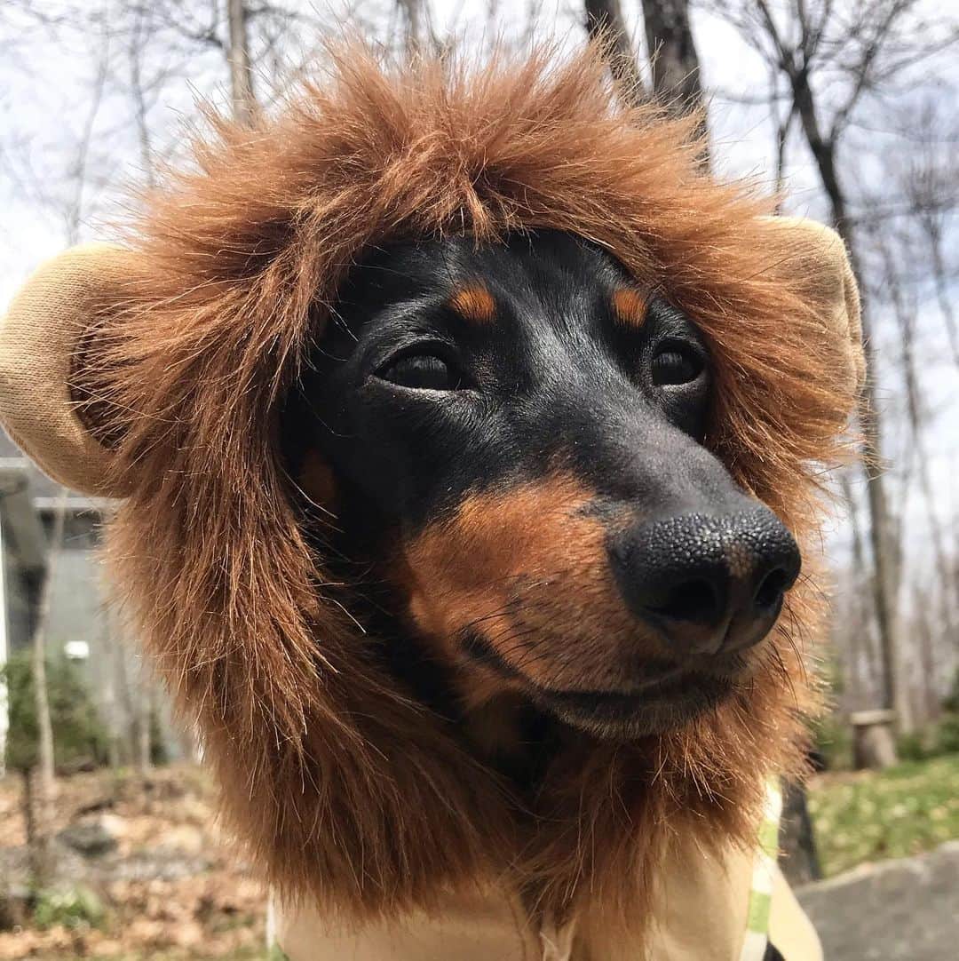 Crusoe the Celebrity Dachshundさんのインスタグラム写真 - (Crusoe the Celebrity DachshundInstagram)「“BREAKING - a lion has escaped from your local zoo. Please be on the lookout and be careful as he is very dangerous. Be sure to warn others in your area” ~ Crusoe」5月23日 6時49分 - crusoe_dachshund