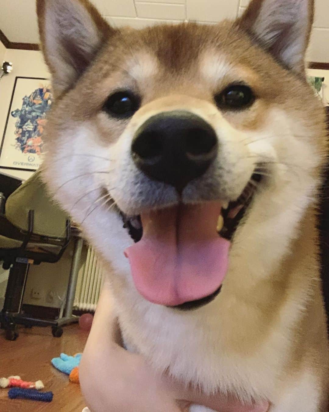?Fricko the Shiba Inu?のインスタグラム：「Goodnight /Good morning hoomans! 🐾 🐾 🐾 #Fricko #🐶 #☀️ #shiba #shibainu #dog #柴犬 #赤柴  #adorable #shibalovers #shibaholics  #dogoftheday  #weeklyfluff #aww #dogstagram  #dogscorner #puppiesofinstagram #shibapuppy」