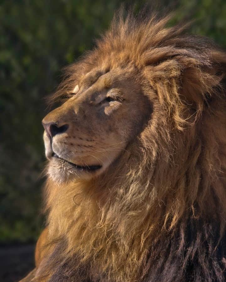 San Diego Zooさんのインスタグラム写真 - (San Diego ZooInstagram)「We're very sad to announce that our male lion, M’bari, passed away today. M’bari was 15 years old and had been under veterinary care for some time due to age-related medical issues.  M’bari was a well-known resident of the San Diego Zoo—a majestic lion that guests could often see lounging with his mate, Etosha. His early morning and late afternoon roars could be heard throughout the entire Zoo. Long may he reign. 🦁  Please share your condolences with staff, volunteers, members, and guests who remember him from countless visits and will especially be feeling this loss. We also invite you to share your favorite M'bari memories in remembrance. #RIPKingMbari #sandiegozoo」5月23日 6時56分 - sandiegozoo