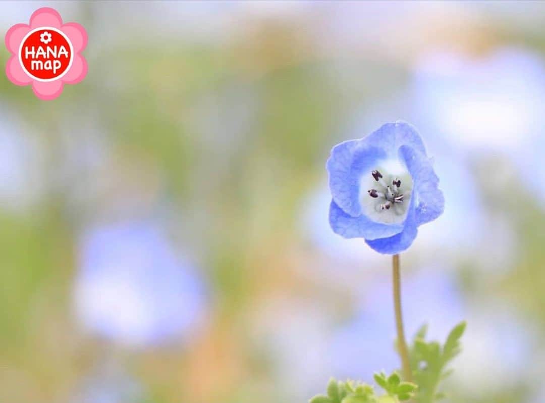 はなまっぷ❁日本の花風景さんのインスタグラム写真 - (はなまっぷ❁日本の花風景Instagram)「🌸美しく心を寄せ合い花まるを🌸 * @mayu_minnie_ さんの  素敵なお花に花まるを💮 * みなさんと、そしてお花たちとも 心を寄せ合いながら楽しむ 「#はなまっぷの楽しいお写んぽ教室」 * 花まる気分な1日をありがとうございました😊🌸 * photo select by 🌸はなまっぷ @hanamap🌸 * 🌸•••🌸•••🌸•••🌸•••🌸•••🌸 * #はなまっぷ」5月22日 21時57分 - hanamap