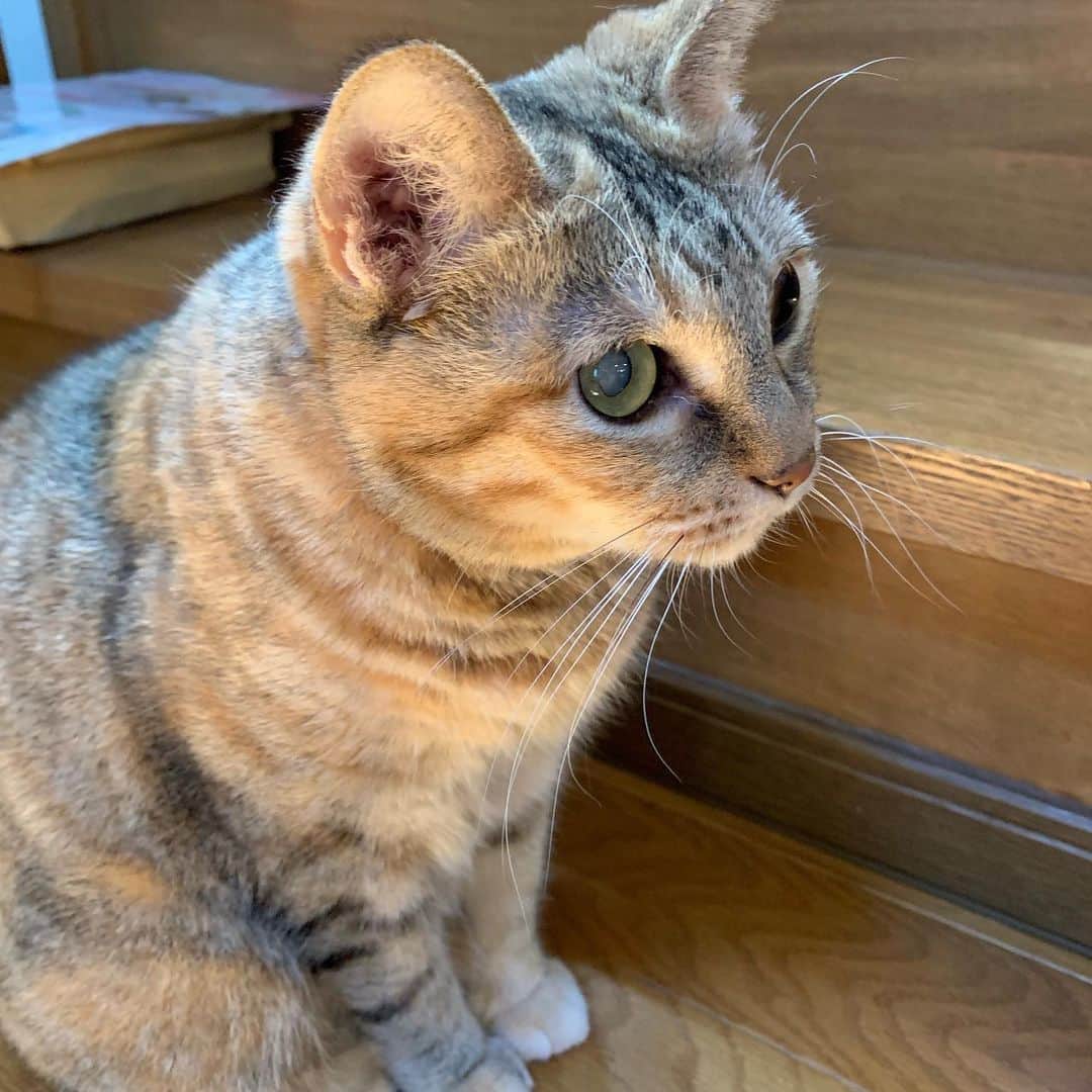 野間美由紀のインスタグラム：「今日の美人さん😻」