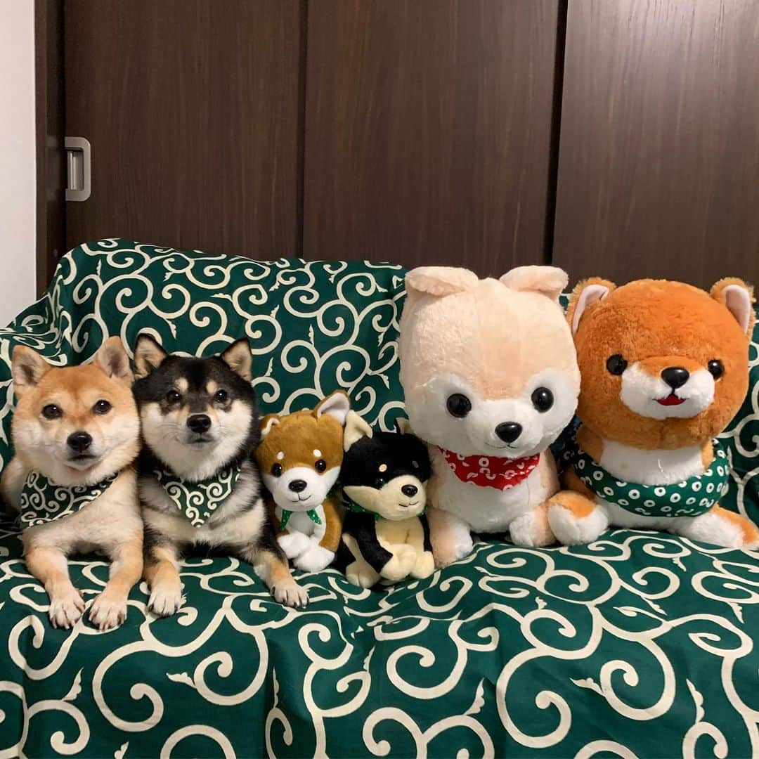 豆柴なつ&ふゆさんのインスタグラム写真 - (豆柴なつ&ふゆInstagram)「Natsu&Fuyu family😆❤️🐕✨ なつふゆファミリー😆❤️🐕💕 #ファミリー #family #唐草模様  #toy #柴犬#shiba #shibainu #shibagram #shibamania #shibalovers #いぬら部 #shibasofinstagram #CuteDogs #pecoいぬ部#doglove #犬 #dogstagram #dogoftheday  #instashiba #shiba_snap #🐕📷 #ふわもこ部#黒柴#japanesedog #可愛い #しばいぬ#柴 #proudshibas #cutepets #シバフル」5月22日 21時58分 - mameshiba.natsuinu56