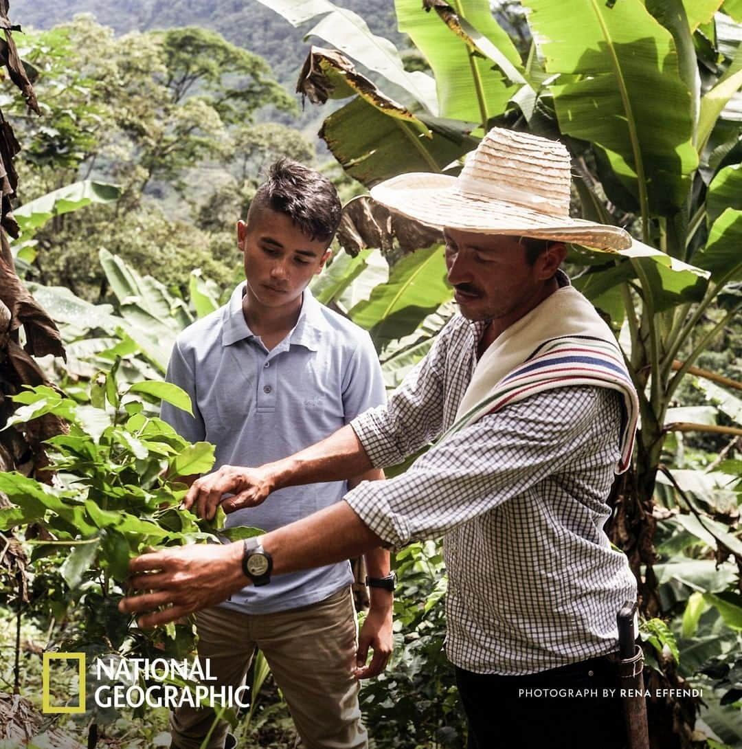 Nespressoさんのインスタグラム写真 - (NespressoInstagram)「“Like all plants, it depends on the dedication, the heart and the strength you put into it, as well as the support of your family. That’s what coffee is about.” - Don Fernando, coffee farmer from Caquetá. Find out more at https://on.natgeo.com/2VHdQ06 Content partner @NatGeo @renaeffendiphoto.  #Nespresso #BeyondTheBean #RevivingOrigins #Caquetá #GrowingStrong」5月22日 22時00分 - nespresso