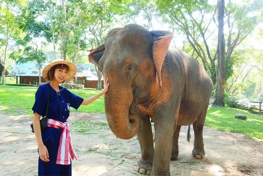 古賀あかねさんのインスタグラム写真 - (古賀あかねInstagram)「やりたいことが﻿﻿ 見つかったときに﻿﻿ ﻿﻿ あとで〜、また今度〜、﻿﻿ とは言わずやれるうちに﻿﻿ 挑戦するべき☹️と思って﻿﻿ ﻿﻿ ついに﻿﻿ 象使いの免許を取得。﻿ ﻿ 1つ、夢が叶った。﻿ ﻿ ﻿ #elephant ﻿ #thailand ﻿ #maesaelephantcamp ﻿ #あかね旅グラム」5月22日 22時04分 - iam.akanetan