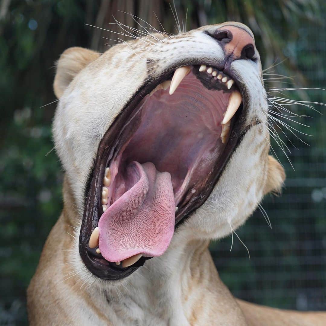 Zoological Wildlife Foundationさんのインスタグラム写真 - (Zoological Wildlife FoundationInstagram)「Rise and shine Zeus’s style 🐾  #liger #zwfmiami #zwf #bigcat」5月22日 22時13分 - zwfmiami