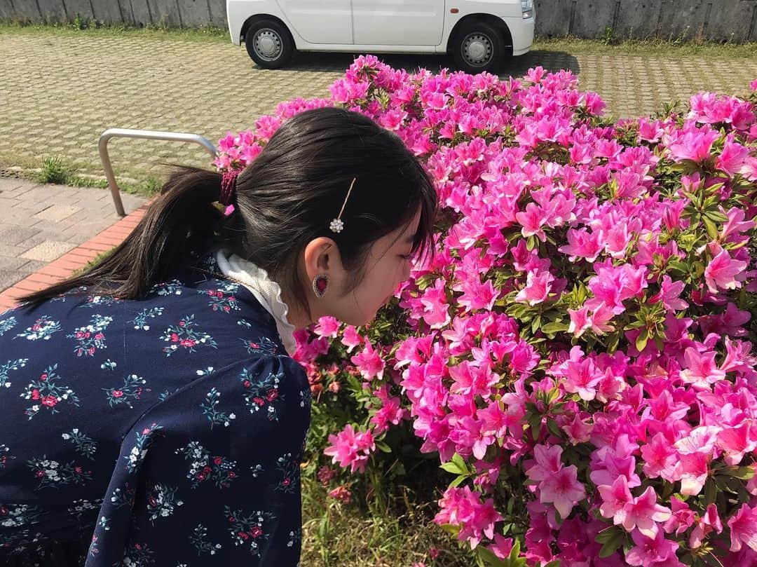 吉田華恋のインスタグラム：「これはなんて花かな🌺  可愛くてバエルかな思て撮りました🌺」