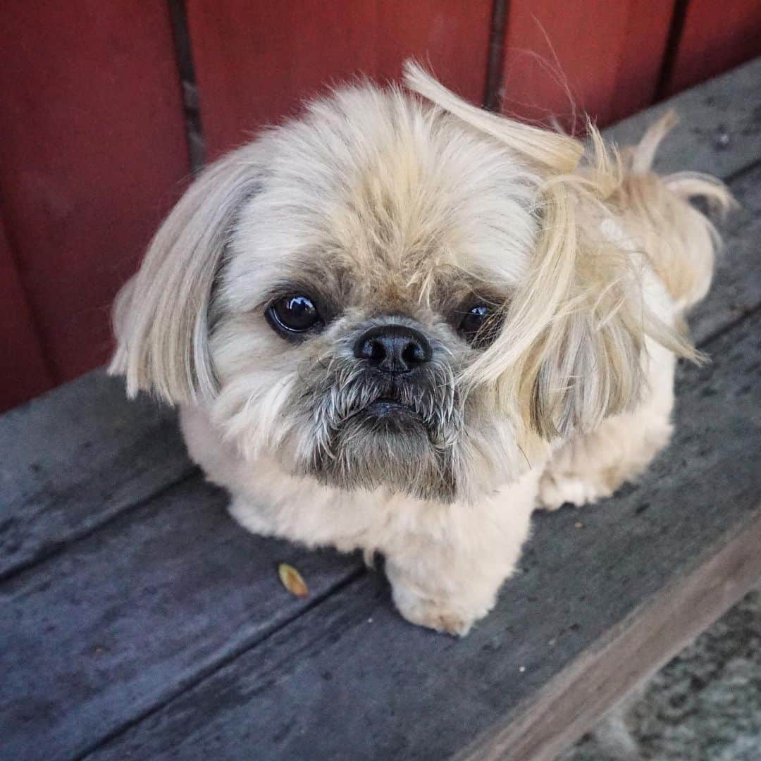 Dougie the Shih Tzuさんのインスタグラム写真 - (Dougie the Shih TzuInstagram)「Mussy hair.」5月22日 22時25分 - dailydougie