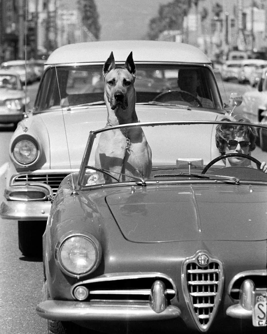 lifeさんのインスタグラム写真 - (lifeInstagram)「A Great Dane riding shotgun in a sports car in Hollywood, California - 1961. (Ralph Crane—The LIFE Picture Collection/Getty Images) #wildLIFEwednesday #greatdane #dogsofinstagram」5月22日 22時28分 - life