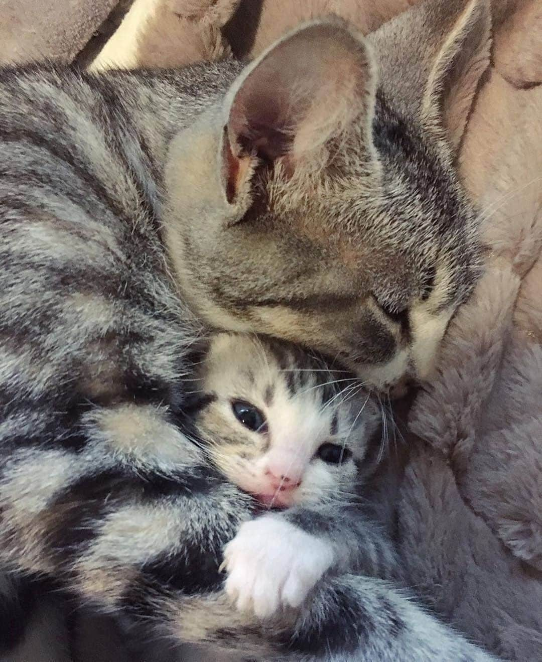 Cute Pets Dogs Catsさんのインスタグラム写真 - (Cute Pets Dogs CatsInstagram)「Mommy hugs are the best 😺👍 📩 Submit your cat's photo to our contest email to be featured💕 ⠀⠀⠀⠀⠀⠀⠀⠀⠀ Notification ON 💙 #kittens_of_world and follow us to be featured 😸 From: @whiskersnpurrs  #chat #neko #gato #gatto #meow #kawaii #nature #pet #animal #instacat #instapet #mycat #catlover #cutecats #cutest #meow #kittycat #topcatphoto #kittylove #mycat #instacats #instacat #ilovecat #kitties #gato #kittens #kitten」5月22日 22時32分 - dailycatclub