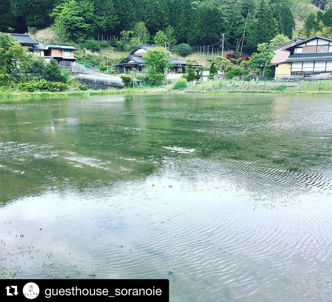 Gero City【下呂市公式アカウント】さんのインスタグラム写真 - (Gero City【下呂市公式アカウント】Instagram)「#Repost @guesthouse_soranoie with @get_repost ・・・ 田んぼの上を風が走る、その自然がつくるウネウネパターンが素晴らしい。  田植え体験、参加者絶賛募集中！ たまには泥んこもいいじゃない♪ お昼ご飯は、なんと宙さん(@cyu_nakamura )のカレーです！  6月2日です！現在35名くらいかな。参加申し込みの方はメッセージくださ〜い！  #田植え #田植え体験 #ソラノイエ#農村滞在型の宿  #soranoie #ゲストハウス #guesthouse #backpacker #hostel #旅 #japan #traveljapan #ファームスティ#farmstay #体験 #宿  #自給自足 #地産地消 #農家民宿 #古民家 #田舎 #田舎暮らし #里山 #移住 #岐阜 #下呂 #gerostagram #下呂アンバサダー」5月22日 22時47分 - gerostagram